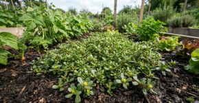 O que significa o aparecimento de beldroega no seu jardim e por que ela é boa para o solo?