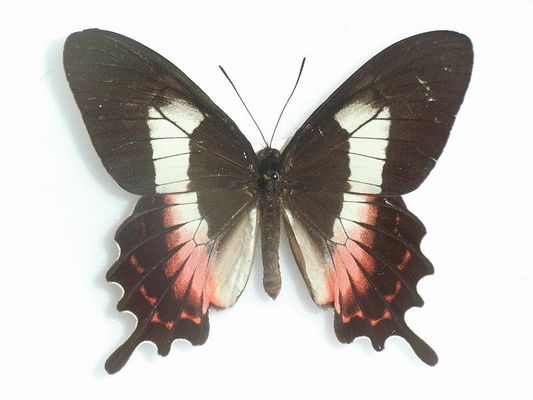 5. Borboleta-da-Praia
