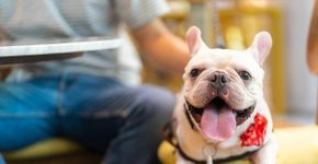 Foto: (CandyRetriever/iStock)