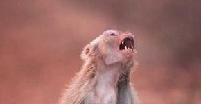 Imagem emocionante mostra uma macaca sofrendo com a dor do filho