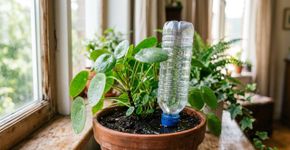 Como fazer as plantas se regarem sozinhas quando você for viajar
