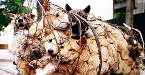 Ativista compra mil cães para não serem devorados na China