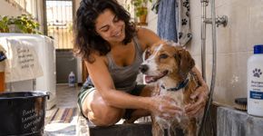 Banho no inverno: de quanto em quanto tempo o cachorro precisa ser lavado?