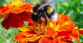 Site colaborativo monitora sumiço de abelhas