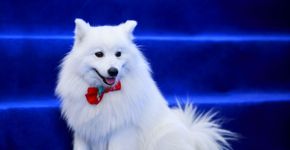 4 características do cachorro da raça volpino italiano 
