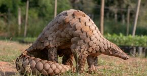 Pangolim: 8 curiosidades sobre esse mamífero com escamas 