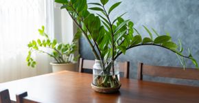 Foto: (jittawit.21/istock)