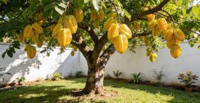 A fruta com formato estelar que parece ter saído direto de um desenho animado