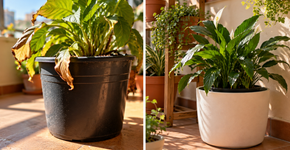 Plantas em vasos pretos expostos ao sol podem aquecer as raízes muito mais do que o ar ao redor, especialmente em varandas sem sombra