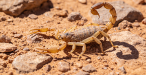 Entenda os hábitos de sobrevivência animal em regiões de seca extrema