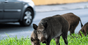 Encontrou um animal silvestre? Veja 6 cuidados importantes para evitar riscos