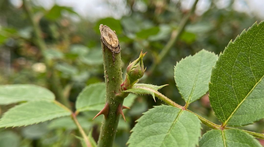 Manter a limpeza regular da planta prolonga a temporada de floração no jardim.