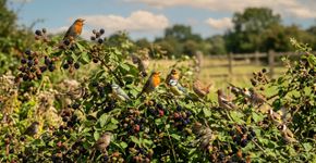 O doce natural que marcou sua infância e hoje atrai uma verdadeira orquestra de pássaros para janela de sua varanda