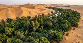 A China plantou 66 bilhões de árvores em um deserto