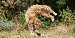 Um estudo japonês enfim esclarece detalhadamente como felinos quase sempre caem sobre as patas, e o mistério reside em uma região bastante específica e maleável da coluna