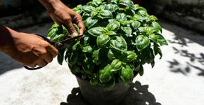 O segredo dos viveiristas para ter a planta de manjericão mais bonita e com as folhas mais saudáveis