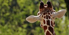 Girafa entra para a lista de animais ameaçados de extinção