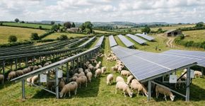 Levaram 40 ovelhas para pastar perto de painéis solares, e isso começou a mudar a forma como a energia é produzida