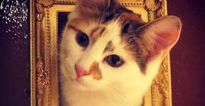 Em Londres, cafeteria permite que cliente brinque com gatos
