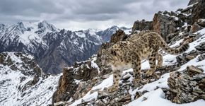 Nos Himalaias, leopardos-das-neves e leopardos comuns competem entre si devido à ação humana