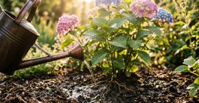 Este é o melhor horário para regar o jardim: muita gente ainda faz isso do jeito errado