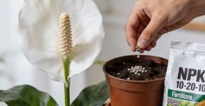 Os lírios-da-paz produzirão flores maiores e mais saudáveis ​​se forem regados mensalmente com um produto natural