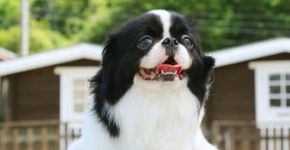 4 características do cachorro da raça spaniel japonês 