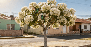 A árvore perfeita para a sua calçada, muito resistente e com flores exuberantes que atraem beija-flores