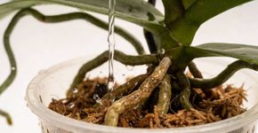 Se você ama suas orquídeas, aqui está o momento exato de mergulhá-las em água para que elas permaneçam bonitas por mais tempo