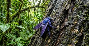 Pensavam que estava extinto, mas o perigoso besouro-pau roxo voltou e eles alertam: pode ser perigoso