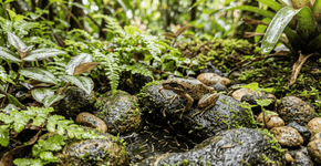 Nas casas de campo não há excesso de pernilongos nas janelas porque as calçadas não são varridas o tempo todo mas sim deixadas com vãos para uma finalidade secreta