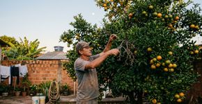 Quais são os melhores dias de outubro para podar uma laranja, de acordo com o calendário lunar?