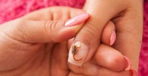 Decorar as unhas com escorpiões mortos vira moda no México