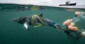 Equipes de resgate correm contra o tempo para libertar uma baleia-anã de 5,5 metros encontrada gravemente enroscada em cordas perto de Cape Cod, após arrastar equipamentos por 64 quilômetros