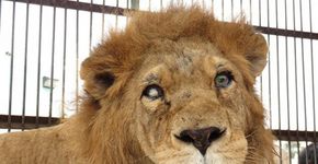 Trinta e dois leões são libertados de circo no Peru