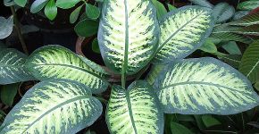 Estudo mapeia plantas decorativas tóxicas em SP