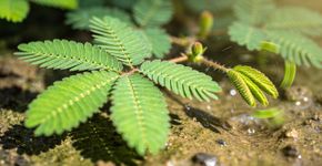 O mistério da planta que se finge de morta quando alguém encosta nela