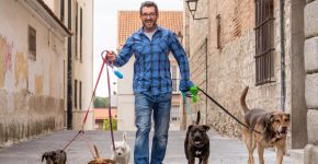 O que é preciso para ser passeador de cães? Veja como trabalhar como dog walker com segurança e profissionalismo 