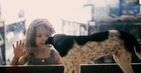 Para incentivar adoção, projeto troca animais à venda em pet shops por animais abandonados
