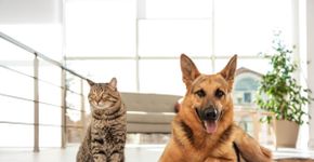 5 alimentos humanos proibidos para animais de estimação