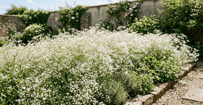 Flor para jardineiros preguiçosos: esta planta de baixa manutenção transforma um jardim vazio em uma suave nuvem de flores