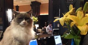 Gatos em situação de rua viram mascotes de hotel
