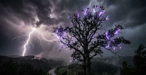 O que eles observaram ao longo de 90 minutos nos galhos de uma árvore, em meio a uma tempestade, parece saído diretamente de um romance de ficção científica: 41 flashes ultravioleta invisíveis ao olho humano e um grande mistério sem resposta
