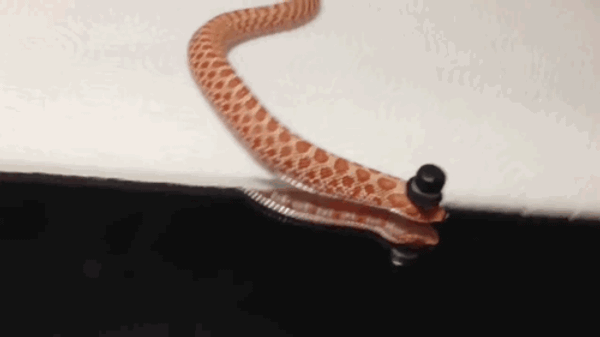 Internautas publicam fotos de cobras usando chapéu (Reprodução/Bored Panda)