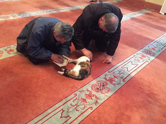Mesquita abre suas portas para gatos de rua ficarem aquecidos