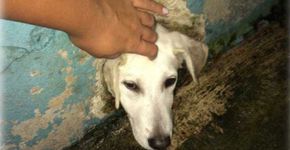 Bombeiros salvam cachorro arteiro que ficou preso em buraco