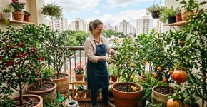 As 5 árvores ideais para plantar em quintais de apartamento: produzem frutos e cabem em vasos grandes