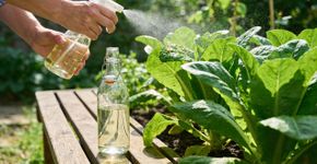Aprendi só depois dos 40 que se deve borrifar vinagre no jardim