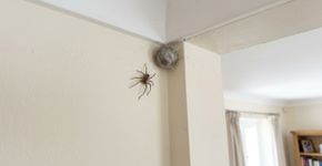 Como se livrar de um ninho de aranhas incômodo em sua casa, segundo especialistas em controle de pragas