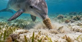Por que alguns golfinhos carregam esponjas marinhas no focinho para procurar comida?